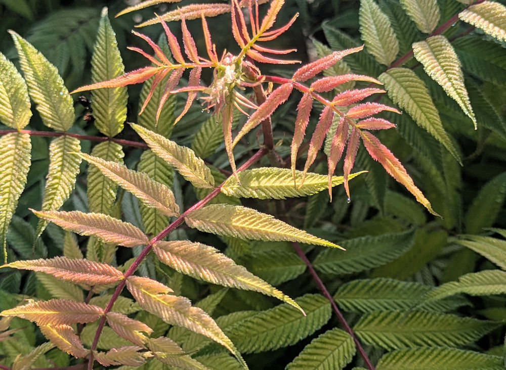 Nature Thursday