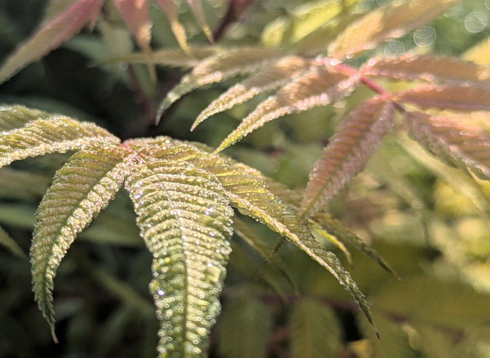Nature Thursday