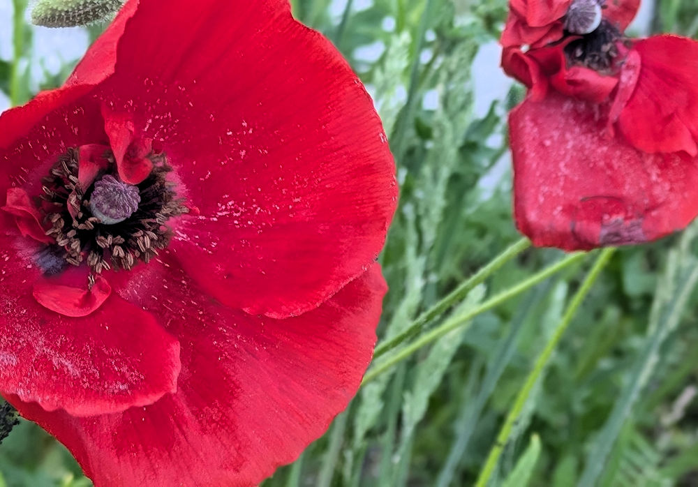 Mohnblumen