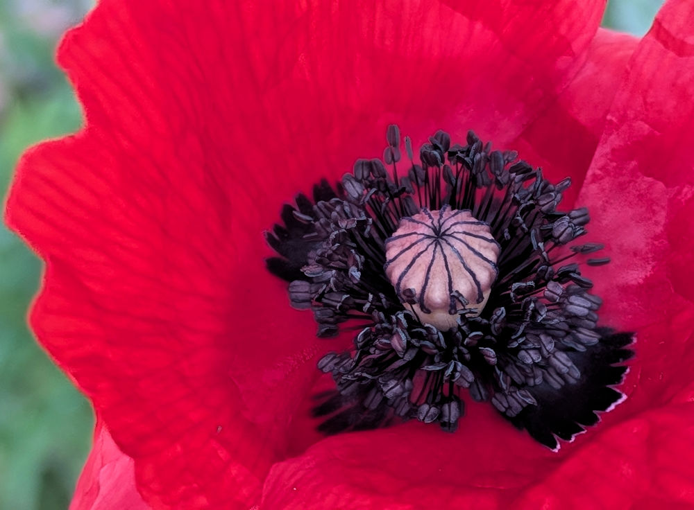 Mohnblumen
