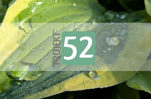 Projekt 52