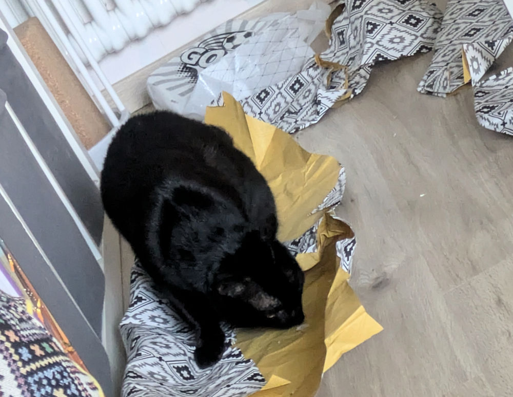 Katze