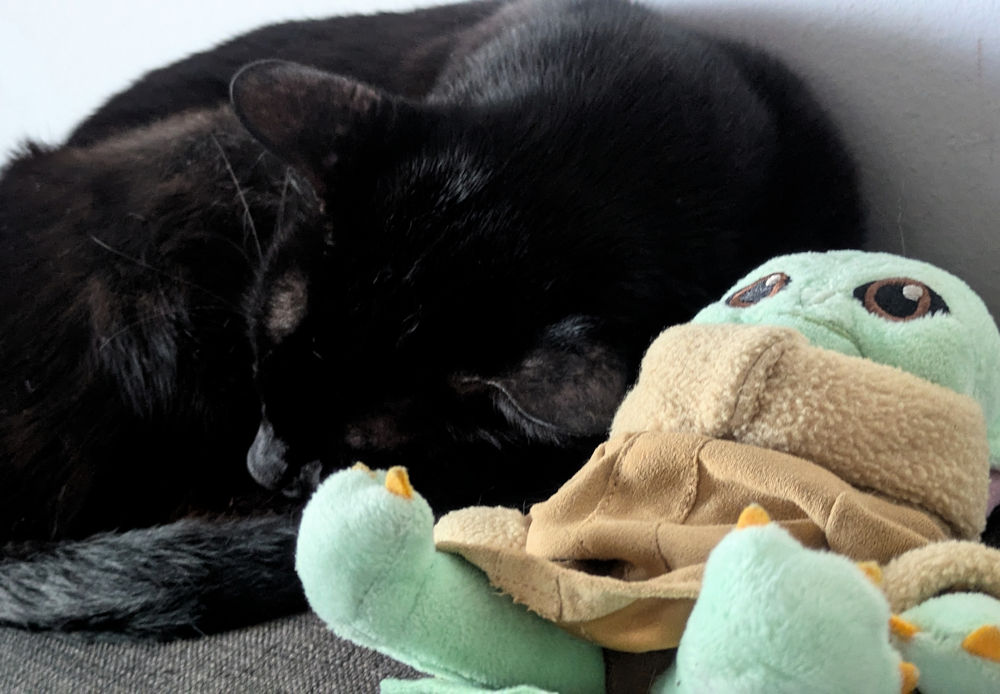 Katze