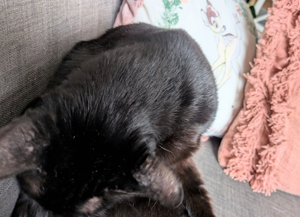 Katze