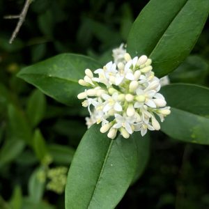 Nature Thursday
