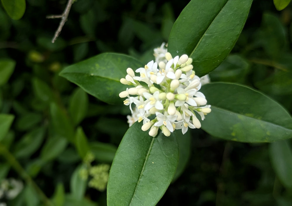 Nature Thursday