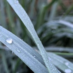 Nature Thursday