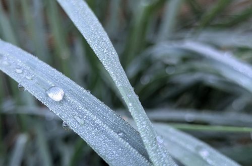 Nature Thursday