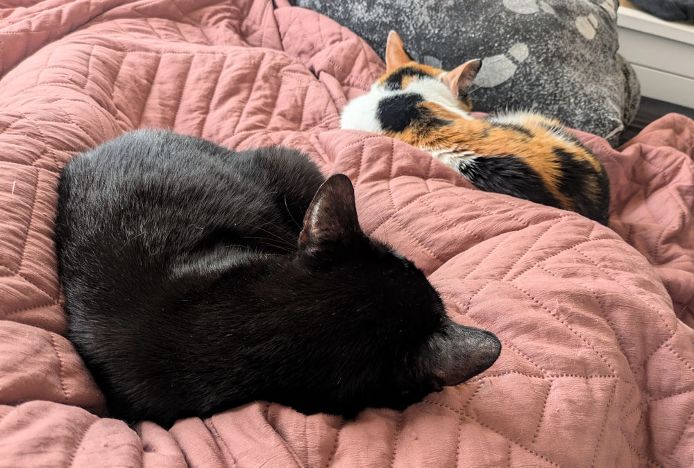 Katzen