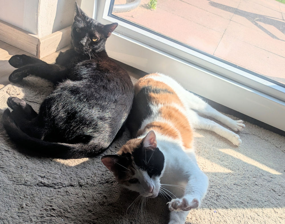 Katzen