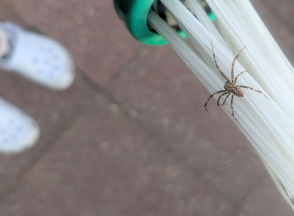 Spinne