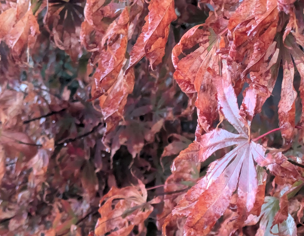 Herbst