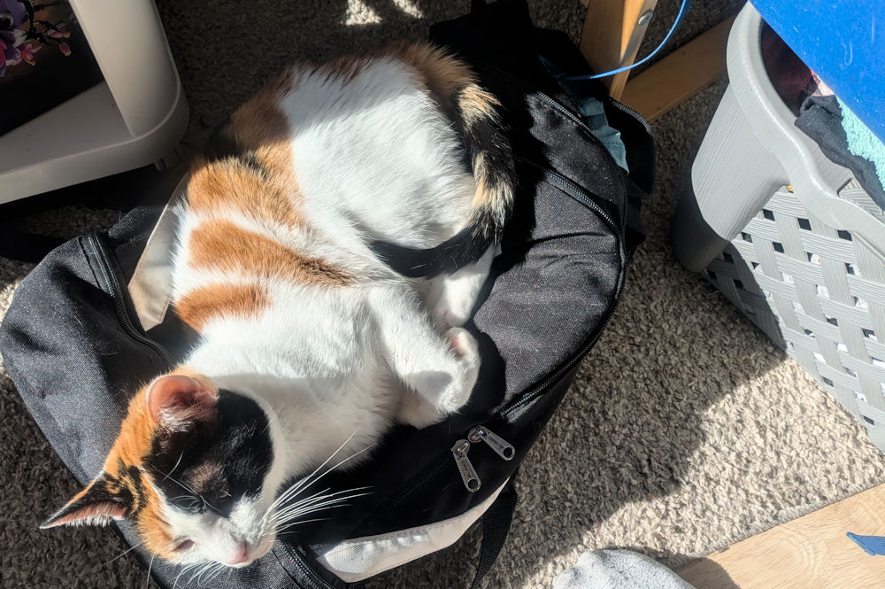 Katze