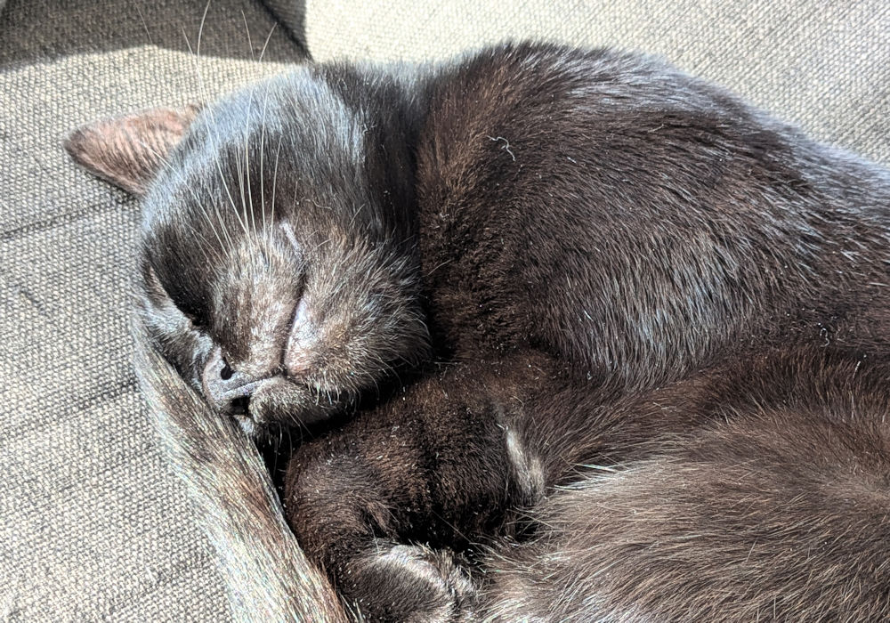 Katze